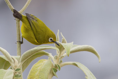 Karthala White-eye - Karthalabrilvogel - Zostrops du Karthala