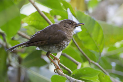 Comoro Thrush - Comorenlijster - Merle des Comores