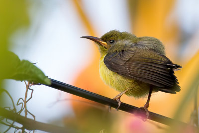 Mayotte Sunbird - Mayottehoningzuiger - Souimanga de Mayotte (j)
