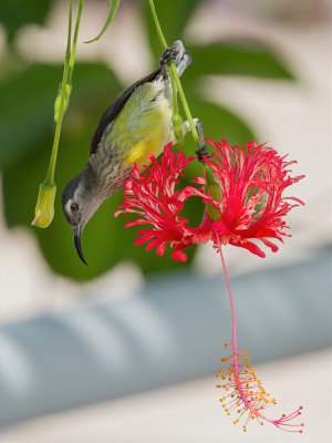 Mayotte Sunbird - Mayottehoningzuiger - Souimanga de Mayotte (f)