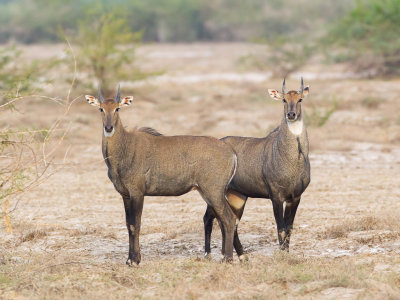 Nilgai (m)