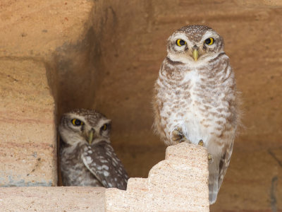 Spotted Owlet - Brahmaanse Steenuil - Chevche brame