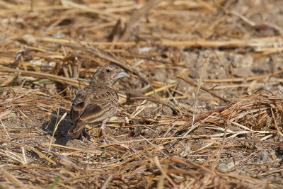 Ashy-crowned Sparrow-Lark - Grijskruinvinkleeuwerik - Moinelette croise (f)