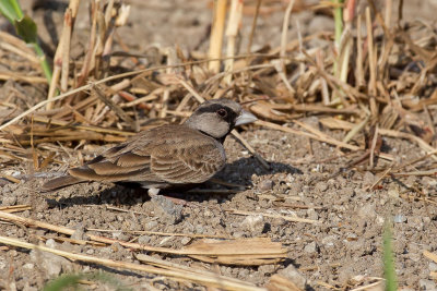 Ashy-crowned Sparrow-Lark - Grijskruinvinkleeuwerik - Moinelette croise (m)