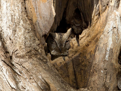 Indian Scops Owl - Indische Dwergooruil - Petit-duc indien