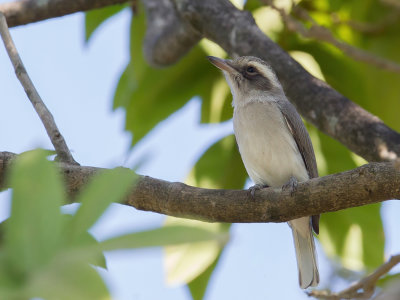 Common Woodshrike - Kleine Rupsklauwier - Tphrodorne de Pondichry