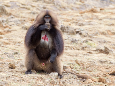 Gelada (m)