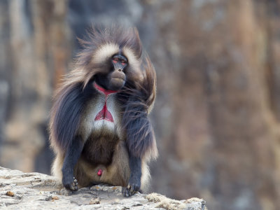 Gelada (m)