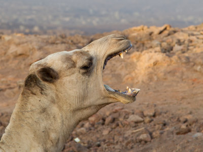 A yawning camel