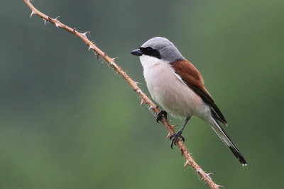 Red-backed Shrike - Grauwe Klauwier - Pie-griche corcheur (m)