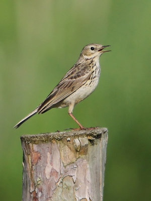 Meadow Pipit - Graspieper - Pipit farlouse