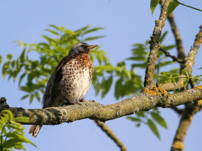 Fieldfare - Kramsvogel - Grive litorne