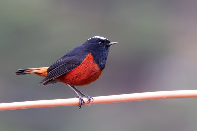 White-capped Redstart - Rivierroodstaart - Rougequeue  calotte blanche