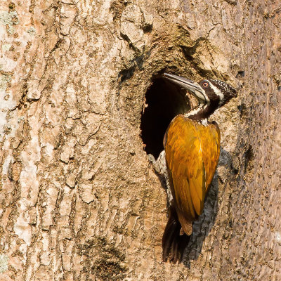 Greater Flameback - Grote Goudrugspecht - Pic de Tickell (f)