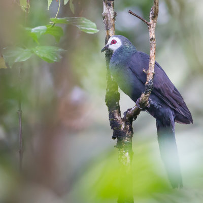 White-faced Cuckoo-Dove - Witmaskerkoekoeksduif - Phasianelle de Manado