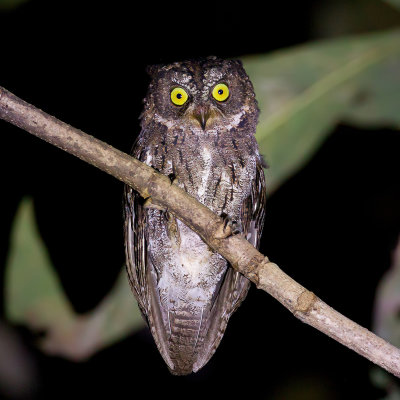 Sulawesi Scops Owl - Sulawesidwergooruil - Petit-duc de Manado