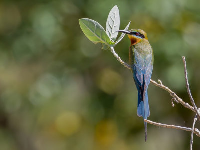 Blue-tailed Bee-eater - Blauwstaartbijeneter - Gupier  queue d'azur