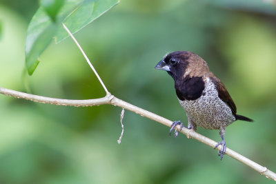 Black-faced Munia - Moluks Bronzemannetje - Capucin jacobin