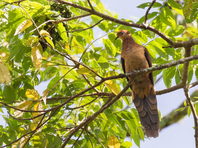 Sultan's Cuckoo-Dove - Sultanskoekoeksduif - Phasianelle sultane