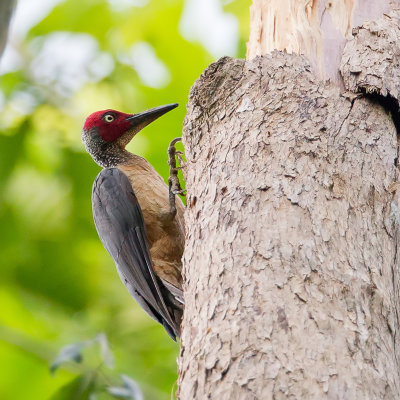 Ashy Woodpecker - Sulawesispecht - Pic fauve (m)