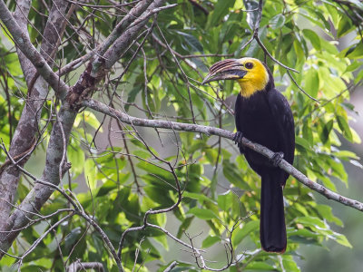 Sulawesi Hornbill - Temmincks Neushoornvogel - Calao des Clbes (m)