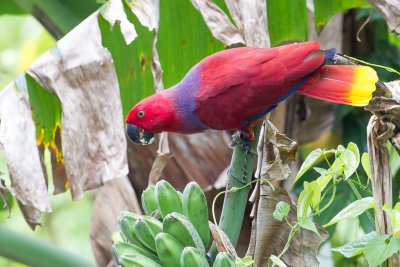 Eclectus parrot - Edelpapegaai - Grand clectus (f)