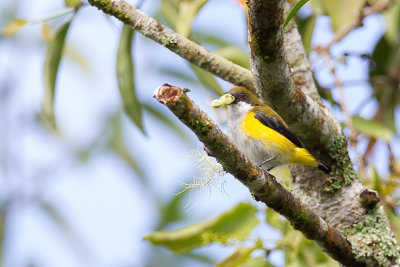 Yellow-sided Flowerpecker - Geelflankhoningvogel - Dice  flancs jaunes