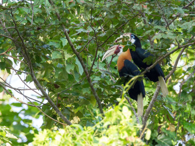 Blyth's Hornbill - Papoeajaarvogel - Calao papou (m+f)