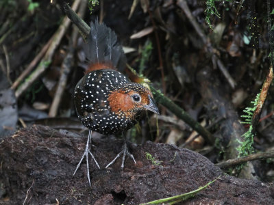 Ocellated Tapaculo - Zilverpareltapaculo - Mrulaxe ocell