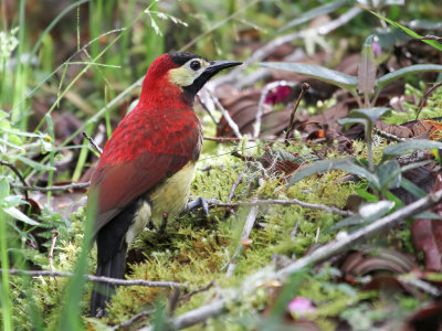 Crimson-mantled Woodpecker - Roodmantelspecht - Pic de Rivoli