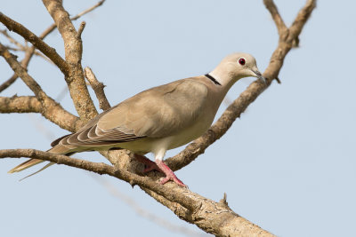 African Collared Dove - Izabeltortel - Tourterelle rieuse