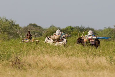 Bororo people on the move