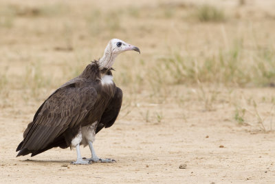Hooded Vulture - Kapgier - Vautour charognard