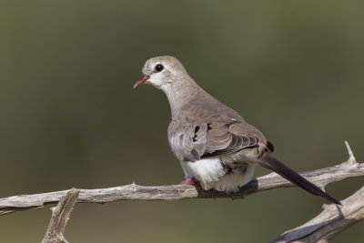 Namaqua Dove - Maskerduif - Tourtelette masque (f)