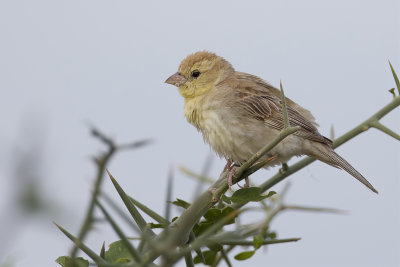 Sudan Golden Sparrow - Bruinruggoudmus - Moineau dor (f)