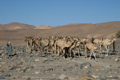 Toubou man and his camels