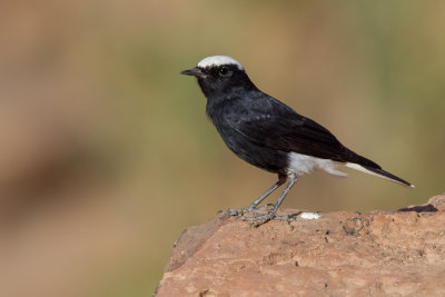 White-crowned Wheatear - Witkruintapuit - Traquet à tête blanche