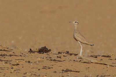 Cream-colored Courser - Renvogel - Courvite isabelle