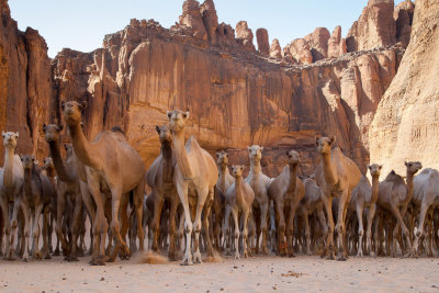 Camels in Guelta d'Archei