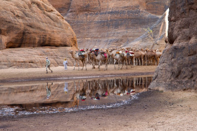Camels in the guelta