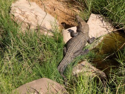 Nile crocodile