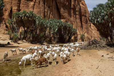 Sheep in the Guelta de Basikl