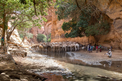 Camels in the Guelta de Basikl
