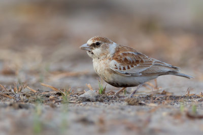 Chestnut-backed Sparrow-Lark - Bruinrugvinkleeuwerik - Moinelette  oreillons blancs (f)