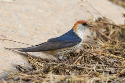 Greater Striped Swallow - Kaapse Zwaluw - Hirondelle  tte rousse