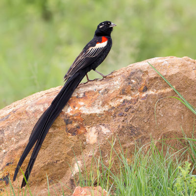 Long-tailed Widowbird - Hanenstaartwidavink - Euplecte  longue queue (m)