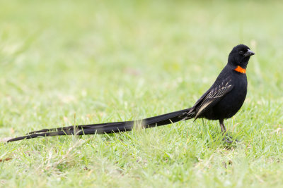 Red-collared Widowbird - Roodkeelwidavink - Euplecte veuve-noire (m)