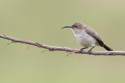 White-bellied Sunbird - Witbuikhoningzuiger - Souimanga  ventre blanc (f)