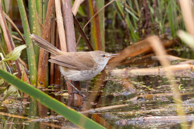 Lesser Swamp Warbler - Kaapse Rietzanger - Rousserolle  bec fin