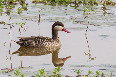 Red-billed Teal - Roodsnavelpijlstaart - Canard à bec rouge